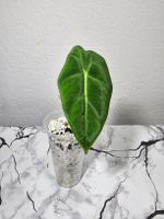 Vergrünte Alocasia Frydek Albo