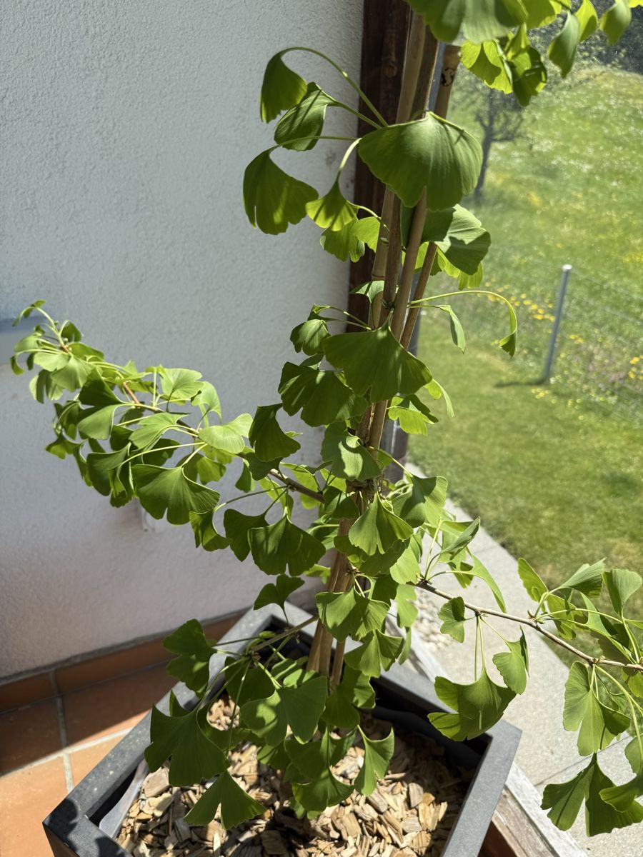 Pflanzen & Samen: Ginkgo komplett mit Topf – Gebraucht aus Rehetobel von bodystyl 2