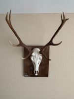 Hirschgeweih auf Holzplatte - Wanddekoration Jagdtrophäe
