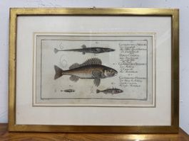 Alte Fisch-Illustration, Stich, im Rahmen