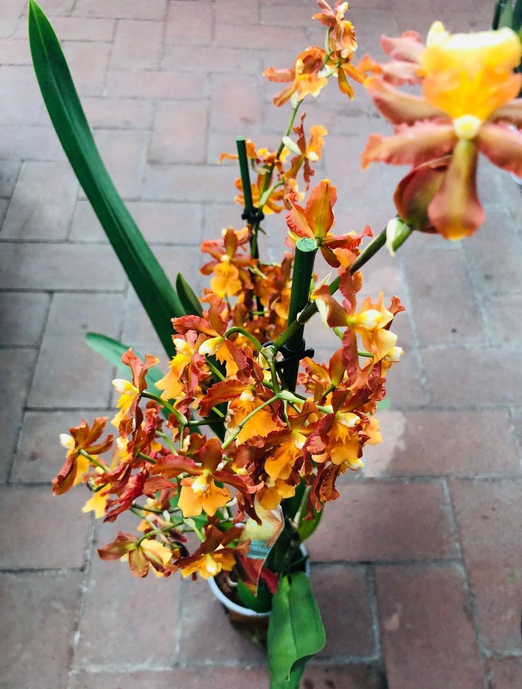 Piante & sementi: Seltene Orchidee XL 60-80 cm  CAMBRIA – Nuovo e nell'imballaggio originale da Rovio venduto da POSITIFFARTandPLANTS 4
