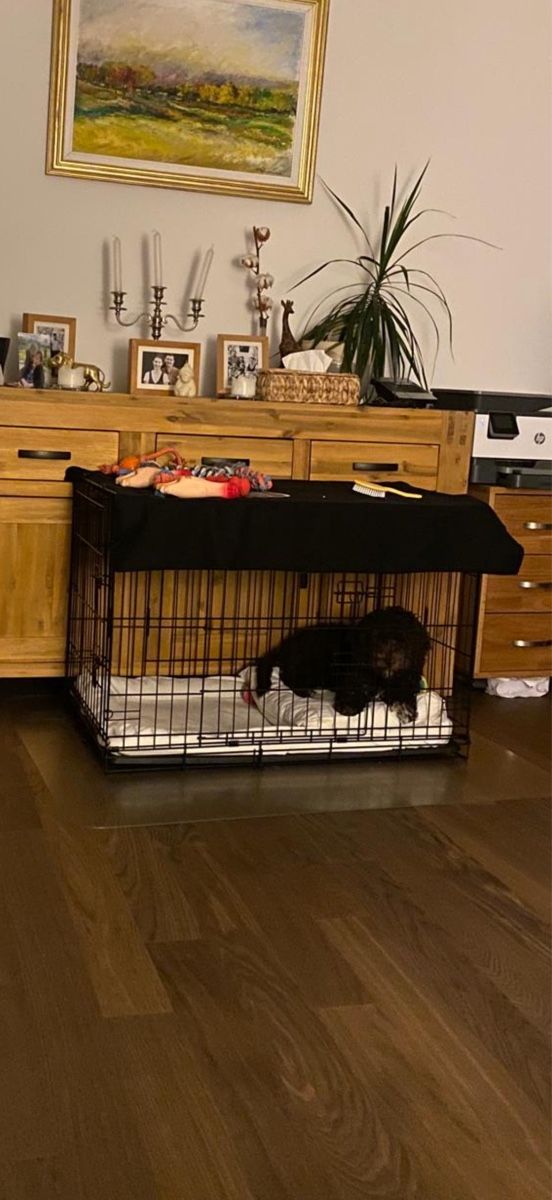 Cages, transport & sécurité: Puppy Cage – D'occasion à Zollikon par glucdeschluc 2