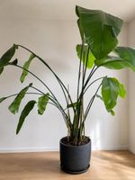 XL Strelitzia Nicolai plant size healthy con