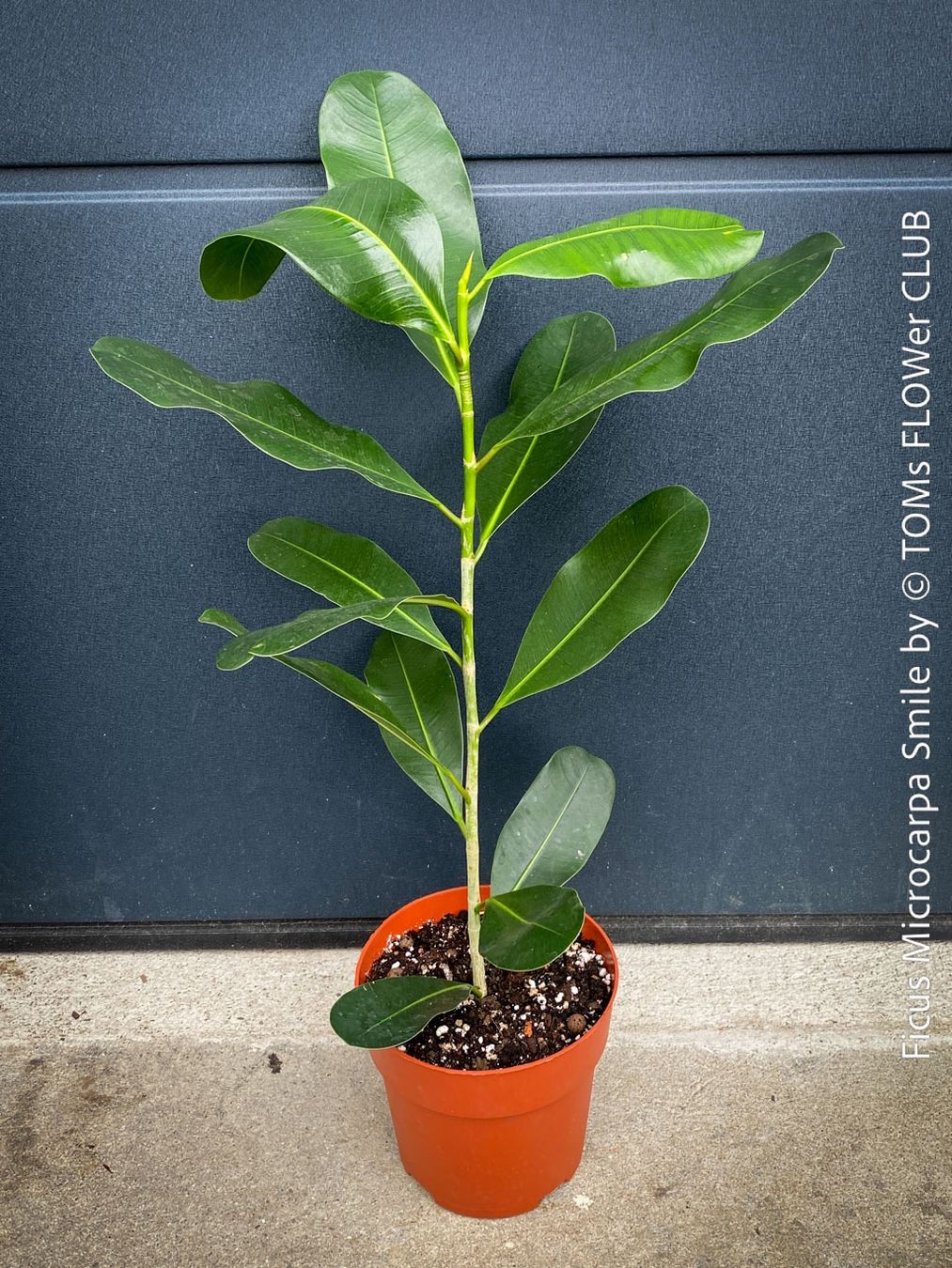Piante & sementi: Ficus Microcarpa Smile - Kompakter Indoor-Baum – Nuovo e nell'imballaggio originale da Adliswil venduto da astom369 8