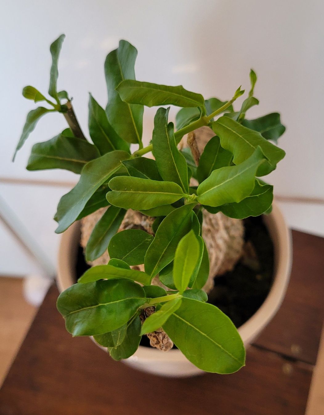 Plantes & graines: Fockea mit Topf – D'occasion à Stüsslingen par pati-king 7