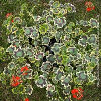 Pelargonium Zonale 'Mrs. Pollock' - historische Geranie