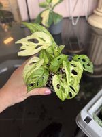 Monstera Adansonii archipelago