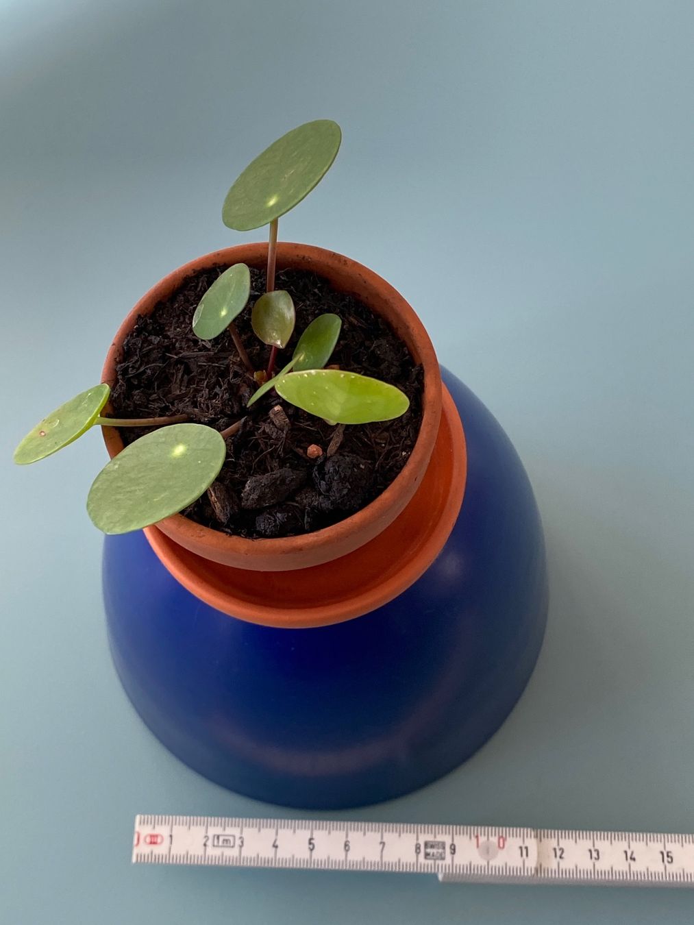 Piante & sementi: Pilea, Geldbaum/ Dollarpflanze, Baby – Nuovo (secondo la descrizione) da Zürich venduto da echt01 1