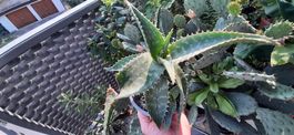 Beauty Hautstraffende Seifenaloe saponaria RARITÄT
