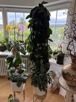 Hoya ganze Pflanze