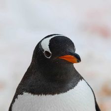Profile image of thanasak