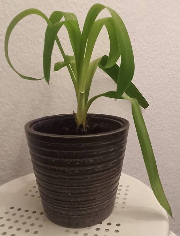 Piante & sementi: Yucca (45 cm inkl. Topf) – Usato da Bern venduto da sv-trade 2