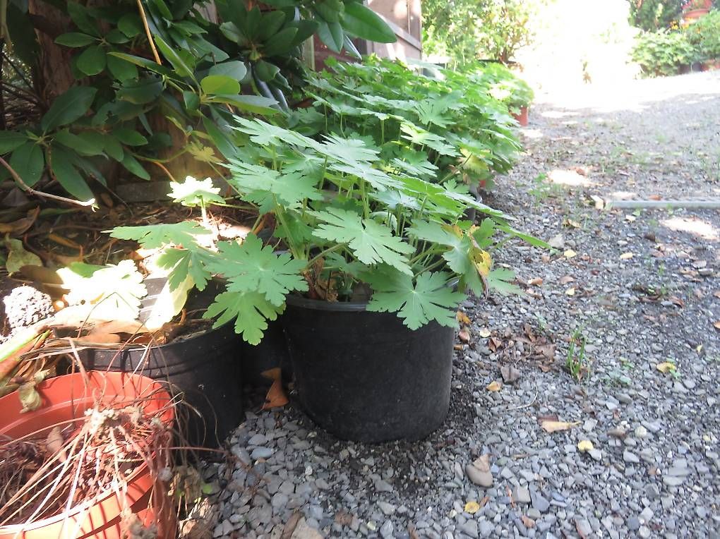 Piante & sementi: Bodenbedecker Geranium (Storchenschnabel) Bester Bodendecker – Usato da Sulz LU venduto da Rex2005 2