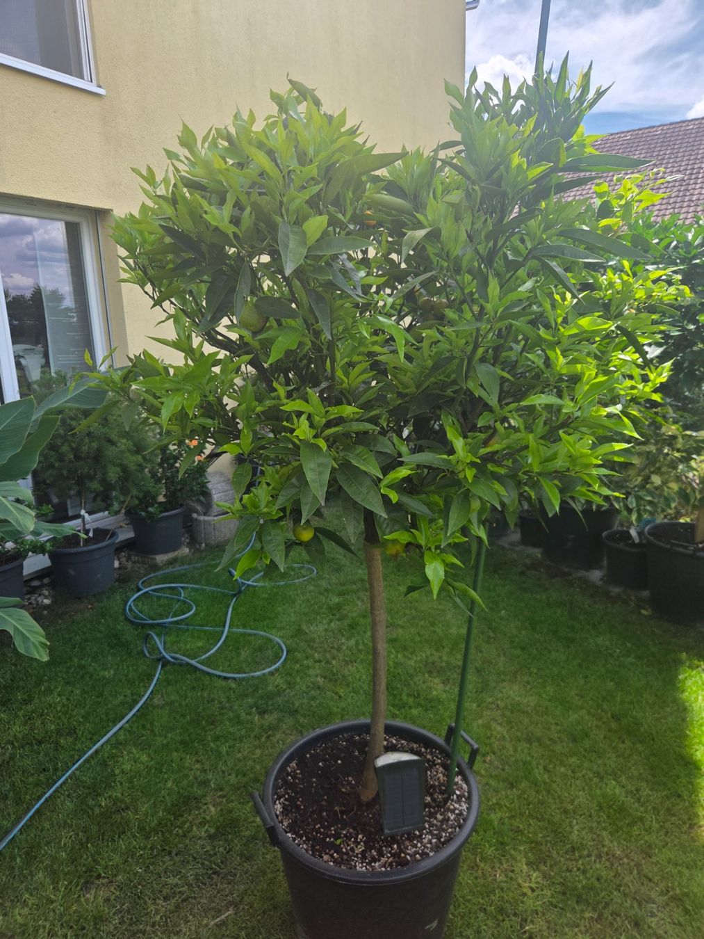 Piante & sementi: zitrus clementine baum 1m80 – Usato da Unterlunkhofen venduto da tomnova 6