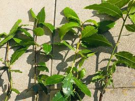 5 x Wild duftender Wald Lorbeer 30-50cm