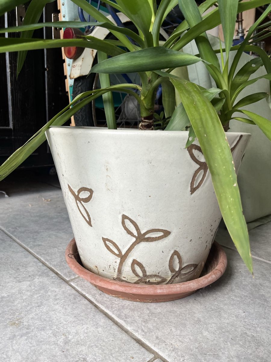 Piante & sementi: Zimmerpflanze inkl. Blumentopf mit Untersetzer – Usato da Tuggen venduto da wir_pds8 1