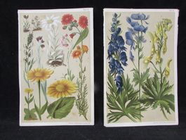 2 Natur/Pflanzen Lithos.1904