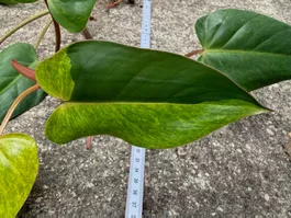 Philodendron Painted Lady, bewurzelter Steckling