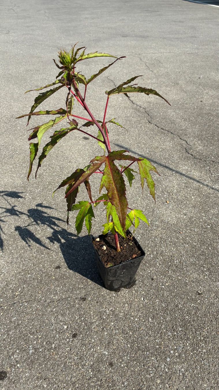Pflanzen & Samen: Sumpfeibisch (Hibiscus moscheutos)! – Neu (gemäss Beschreibung) aus Steffisburg von Petroselium 2