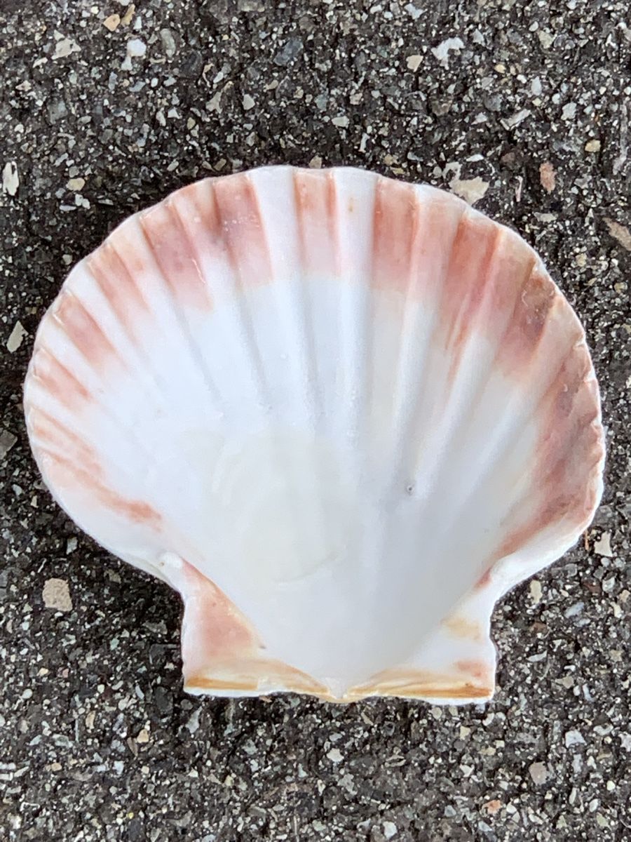 Fossili: „MUSCHELN“ – Usato da Wangen b. Olten venduto da Finolino28 5