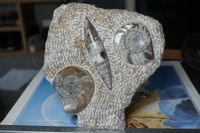 Ammonit 2 Stk und Orthoceras  Auf   Platte   Figur  TOPSTONE