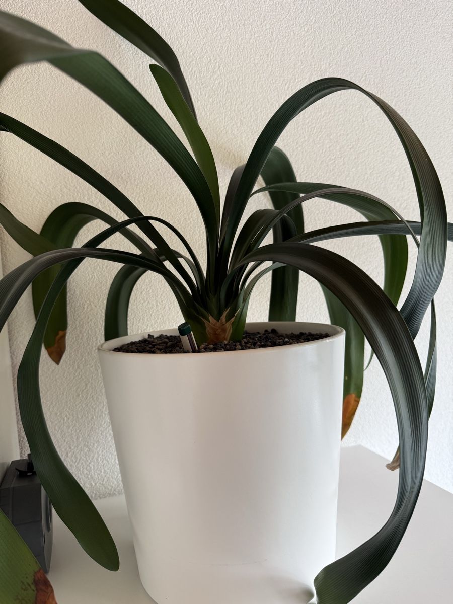 Piante & sementi: Clivia – Usato da Giswil venduto da MBU21