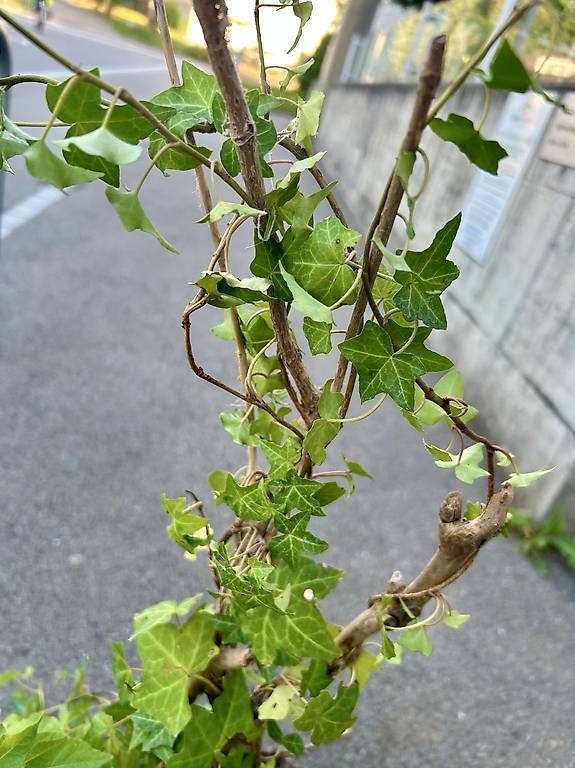Pflanzen & Samen: Physalis und Efeu im Tontopf  – Neu und originalverpackt aus Frauenfeld von Irene.Schuppli 3
