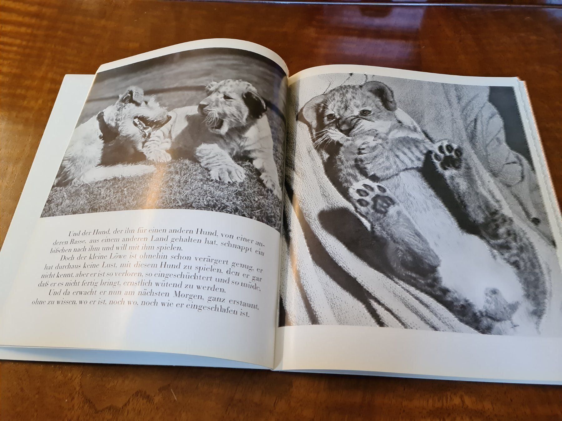 Libri: Der kleine Löwe – Usato da Erstfeld venduto da Uhu1980 2