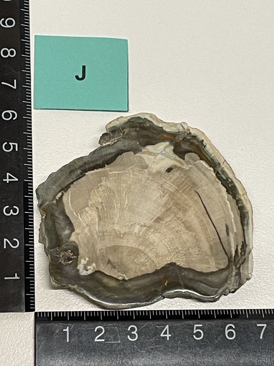 Minerali & Pietre curative: Heilstein versteinertes Holz – Usato da Rümlang venduto da euqinom16