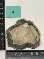 Heilstein versteinertes Holz