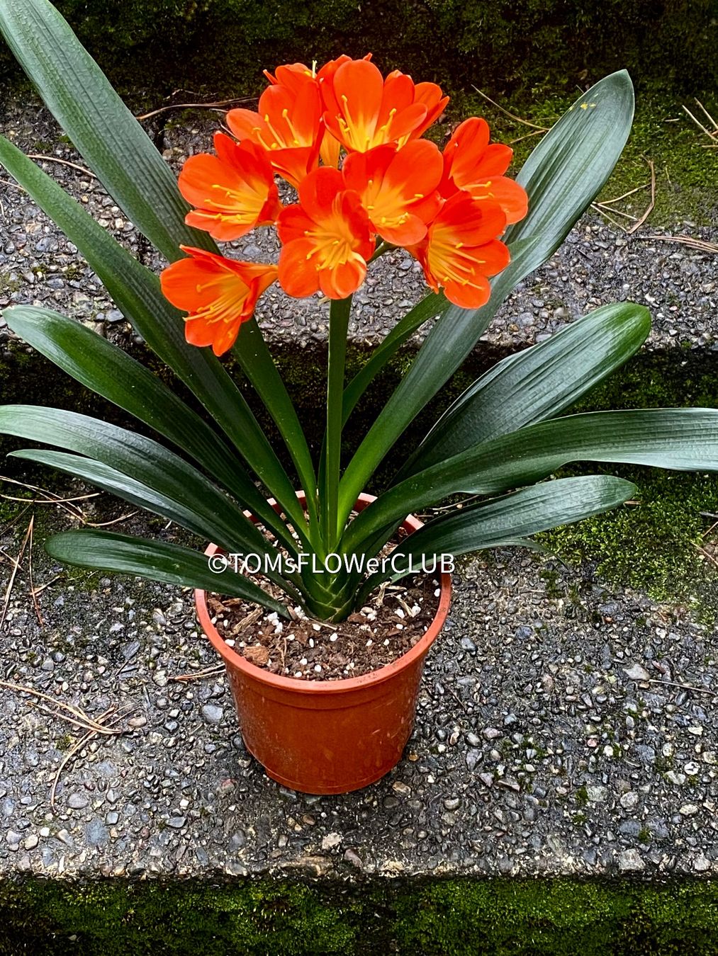 Clivia miniata (rot-orange blhend) (Gebraucht) in Adliswil fr CHF 102   mit Lieferung auf Ricardo kaufen
