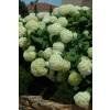 Piante & sementi: Hortensia de Virginie 'Annabelle'  2 PLANTS – Nuovo (secondo la descrizione) da Bremblens venduto da FIBONACCI369 1
