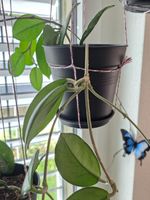 Hoya Carnosa Pflanze mittel (2 Stecklinge mit Wurzeln)