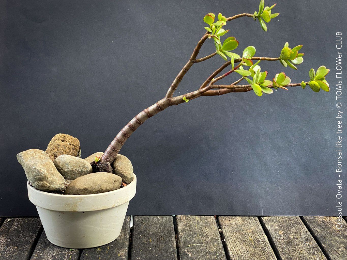 Piante & sementi: Crassula Ovata – Bonsai - Geldbaum – Usato da Adliswil venduto da TAKEYOURPLANT 3