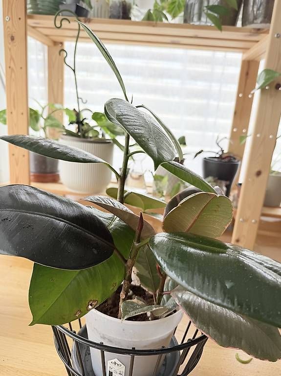 Plantes & graines: Ficus elastica  Composition de 4 plantes – D'occasion à Spiez par Lunelu 3