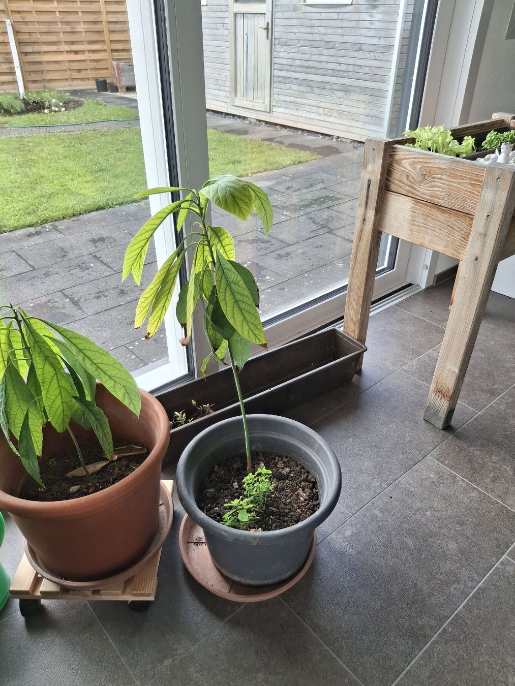 Piante & sementi: Avocado Baum Pflanze – Nuovo (secondo la descrizione) da Lütisburg venduto da ALSImmobau