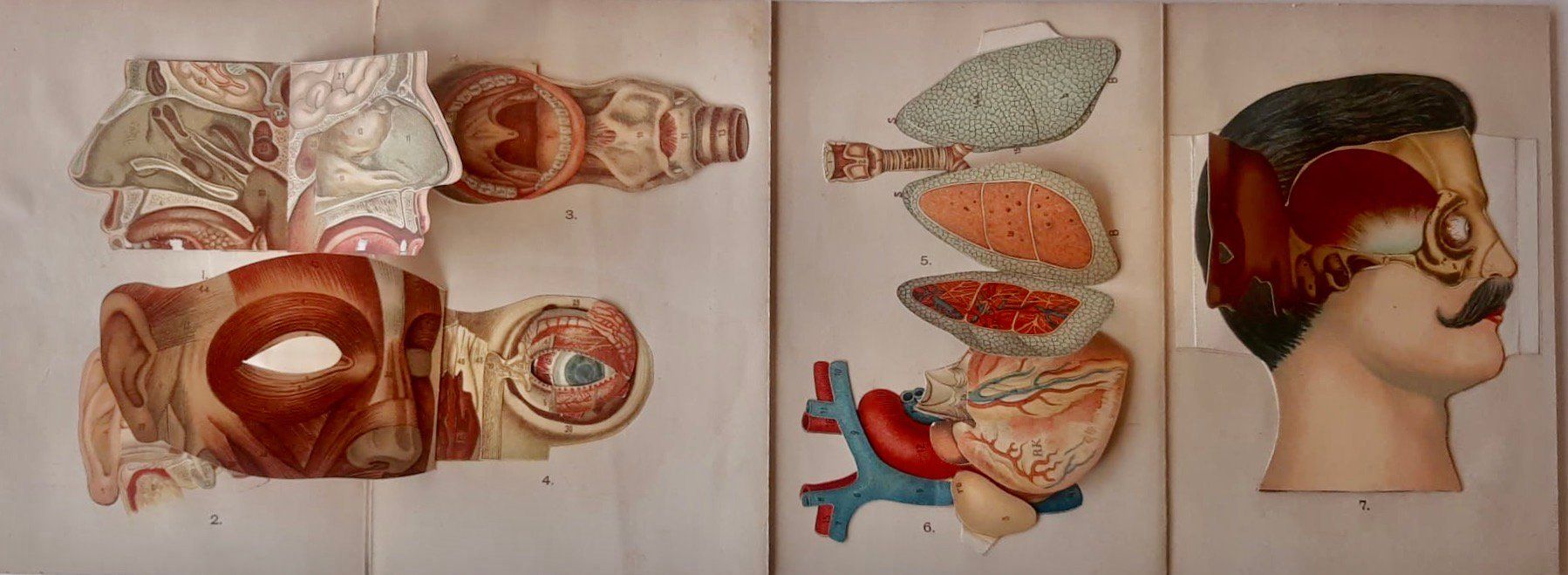 Incisioni: ANATOMIE - ECORCHE - MEDECINE - Début 1900 - – Usato da Sion venduto da Gravure8283 1