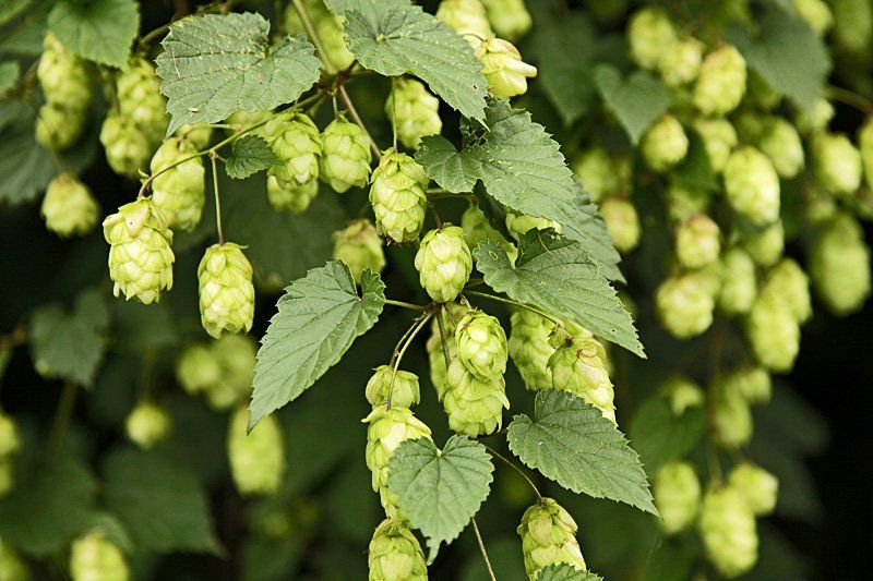 Piante & sementi: Hopfen - Humulus lupulus - 50 Samen – Nuovo e nell'imballaggio originale da Sumiswald venduto da Cham14559