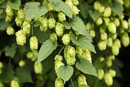 Hopfen - Humulus lupulus - 50 Samen