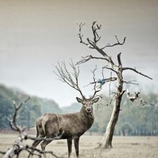 Profile image of HouseofWild