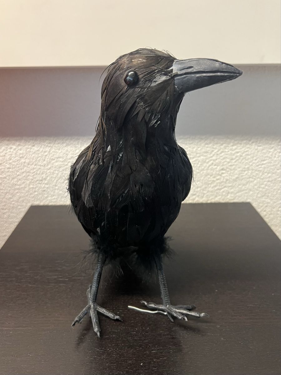 Tutte le decorazioni: Deko Rabe mit echten schwarzen Federn – Usato da Zürich venduto da rigani 1