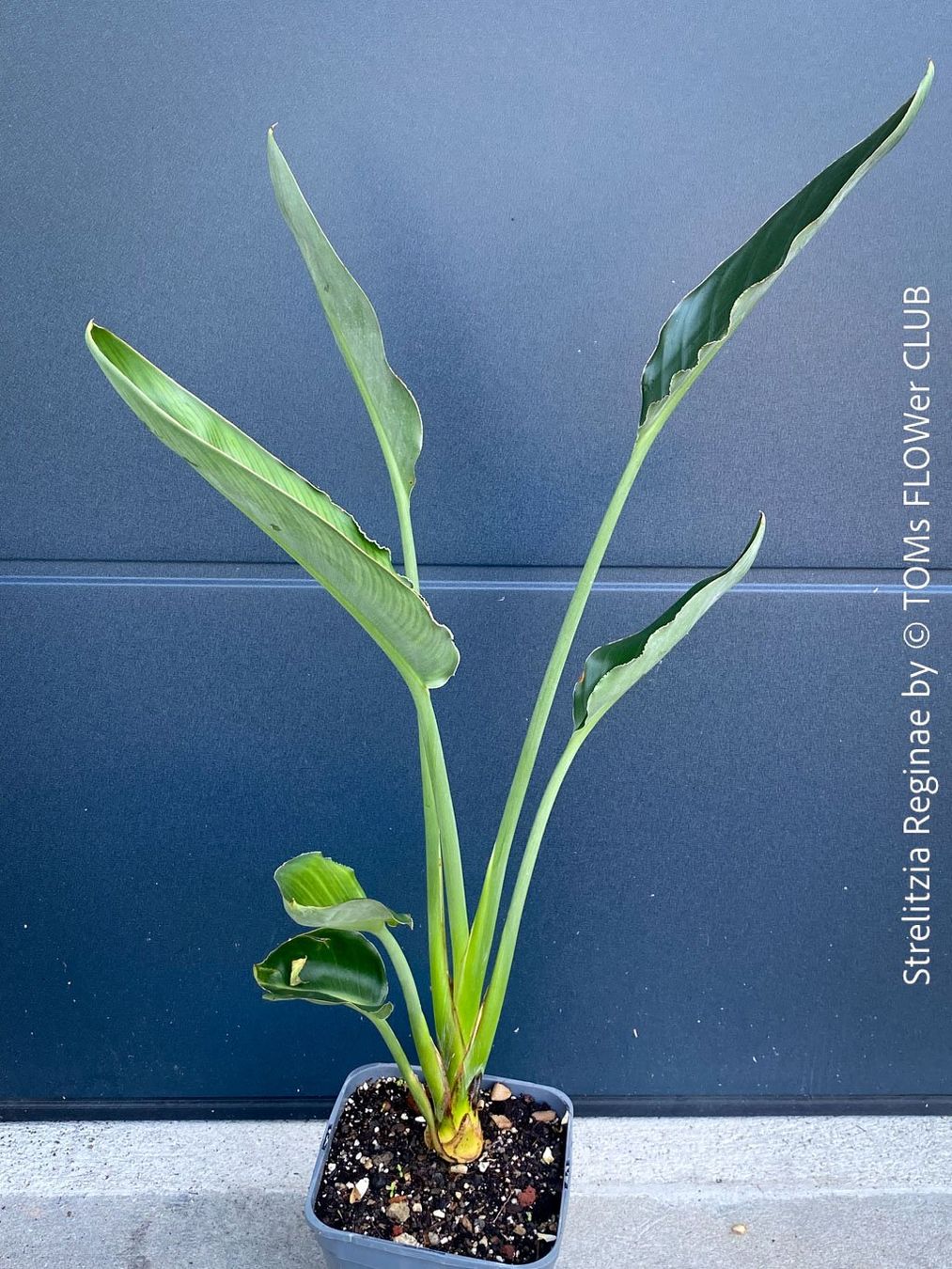 Plantes & graines: Strelitzia Reginae - 100cm - für Deinen Garten oder Balkon – Neuf avec emballage d'origine à Adliswil par asTOMas963 4