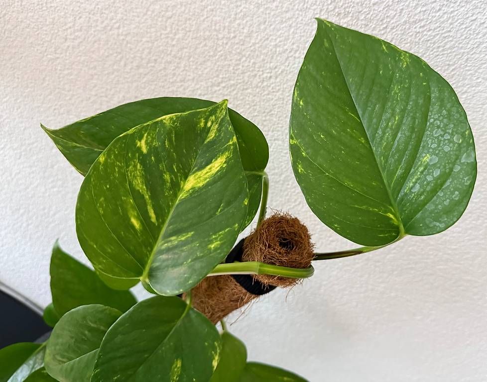 Plantes & graines: Efeutute, schwarzer Kugeltopf, grosse Blätter, 75cm – D'occasion à Aadorf par Arkabraa 1