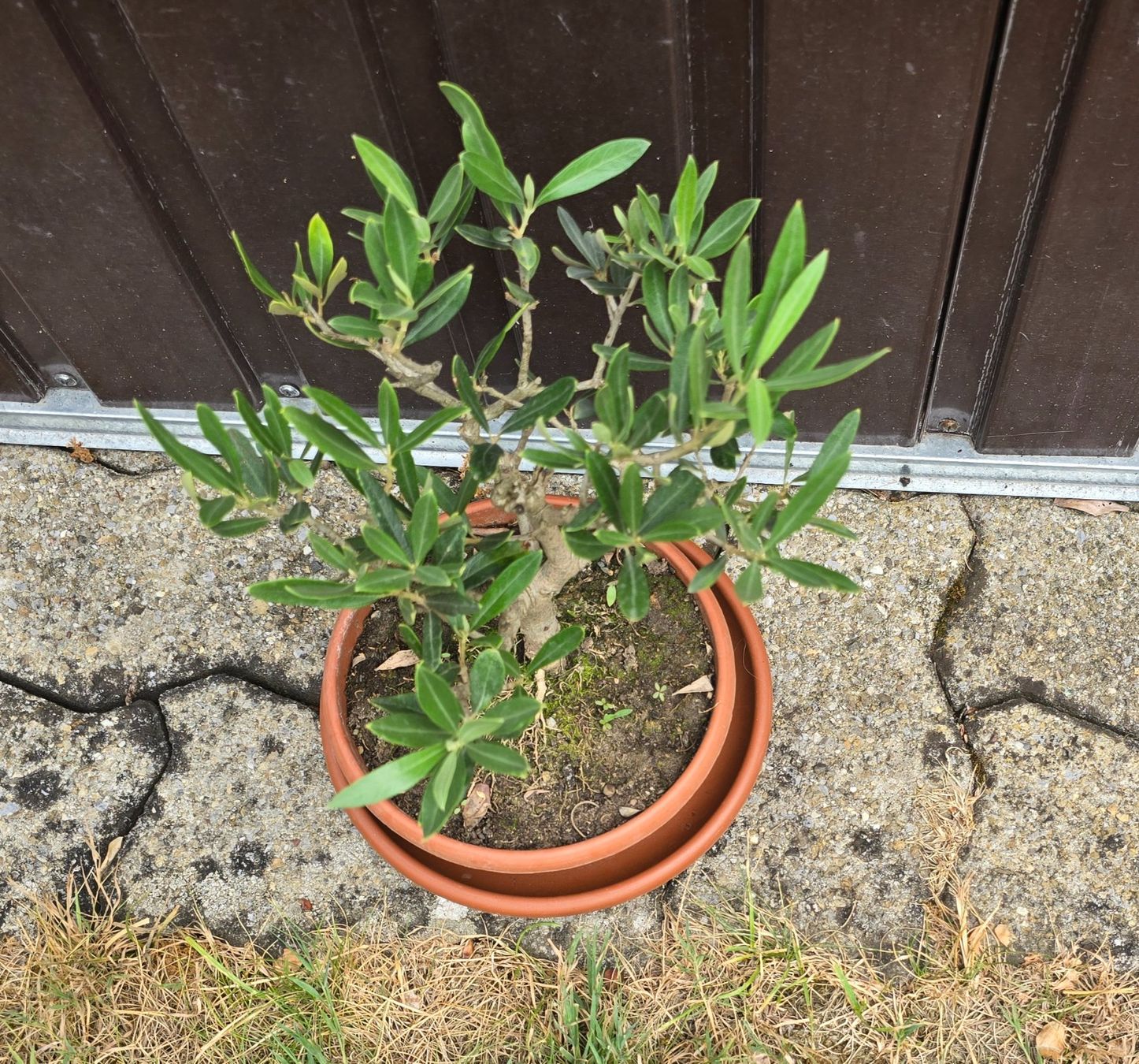 Pflanzen & Samen: Kleiner Olivenbaum Bonsai Art – Gebraucht aus Aarburg von popkorn65 2