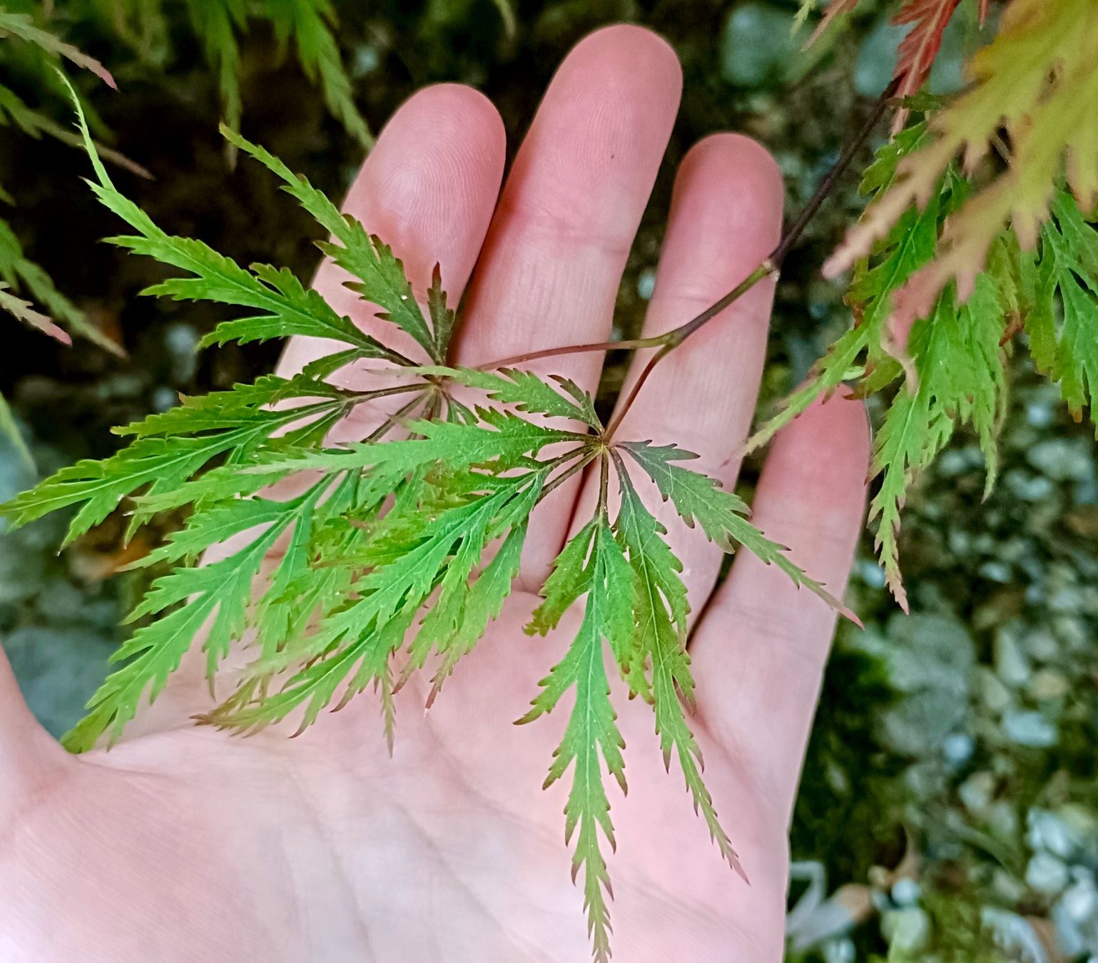 Piante & sementi: Acer palmatum 'Firecracker' PBR🔥 eine farbintensive Sorte🍁 – Usato da Sitterdorf venduto da imsis 6