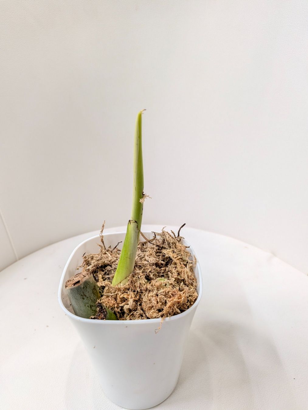 Piante & sementi: Bouture Monstera Delicosa Sieranna – Usato da Genève venduto da Venellah 1