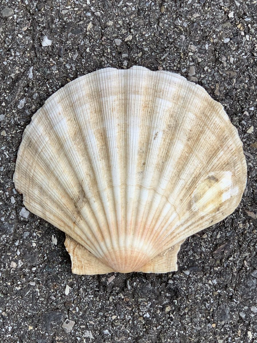 Fossili: „MUSCHELN“ – Usato da Wangen b. Olten venduto da Finolino28 2