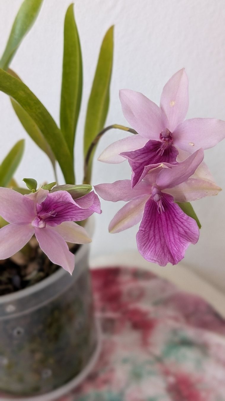 Piante & sementi: Miltonia 'Honolulu Dark Lip' Orchidee – Usato da Untervaz venduto da Lyraia 1