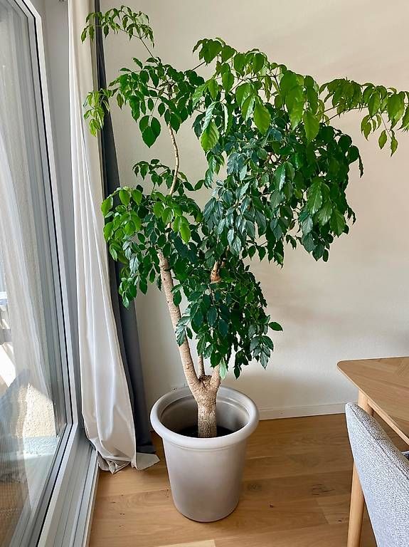Pflanzen & Samen: Big indoor plant  – Gebraucht aus Zug von lou_nx8t