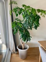 Big indoor plant 